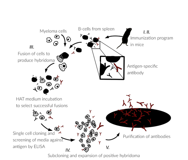 Monoclonal Antibody Generation Process